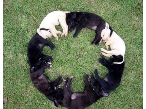 dog_circle-t2